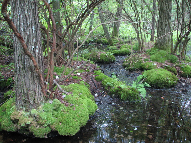 Trees growing on hummocks Trees growing on hummocks. Credit: Betsy Leppo